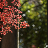 紅葉その１５