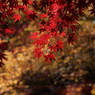 紅葉その１６
