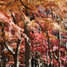 紅葉その１７