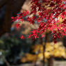 紅葉その１８