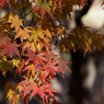 紅葉その１９