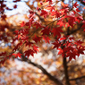 紅葉その２０