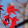 紅葉その１２