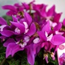 シクラメン展：冬桜　亰紫