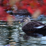 カルガモの紅葉狩り