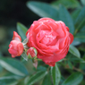 山下公園その１４