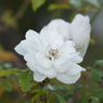 山下公園その１６