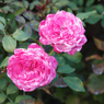 山下公園その１７
