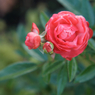 山下公園その１８