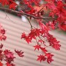 八幡宮の紅葉