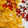 紅葉と銀杏