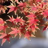 イロハモミジの紅葉(1)