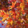 イロハモミジの紅葉(2)
