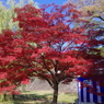 イロハモミジの紅葉(3)