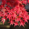 イロハモミジの紅葉(4)