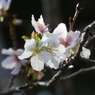 冬桜
