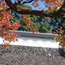 富士見多聞とトウカエデの紅葉(1)