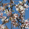 四季桜(1)