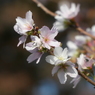 四季桜(2)