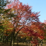 京都のような紅葉