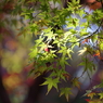 青紅葉だって美しい
