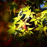 輝く青紅葉