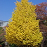 黄色く染まった銀杏