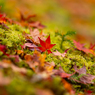 詩仙堂 紅葉 10
