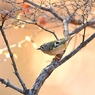 The Mini