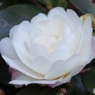 白い八重