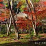 秋の散歩道(祇王寺)