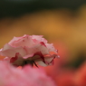 Rose - colorful -