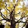 autumn for tokyoites 2023