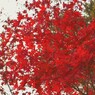 八幡宮の紅葉