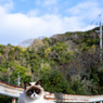 山のネコさん
