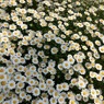 花壇.com