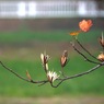 写真句：翼果
