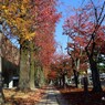旧岡崎美術館前(19-1117)