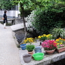 路地の彩り