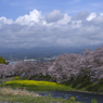 桜と富士山？