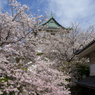 お城の桜