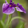 花菖蒲
