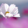秋桜