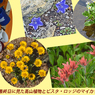 カナダ・エスプラナーデ山脈縦走2017(62)