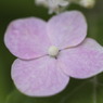 花はつぼみ