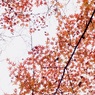 初冬紅葉