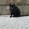 黒猫ペロ