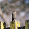 イソヒヨドリ幼鳥