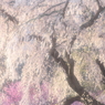 本郷の瀧桜