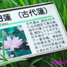 古代蓮の里を訪ねて2009(1)